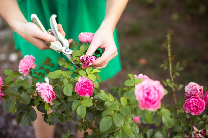 Bush Pruning in Honolulu, HI