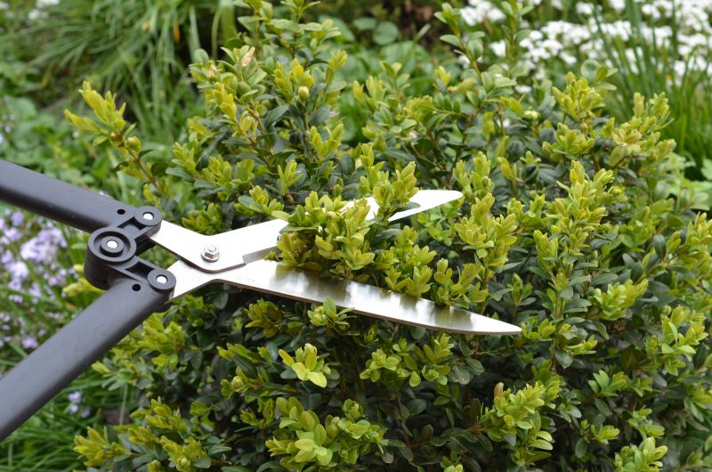 Holly Bushes Trimming in Honolulu, HI