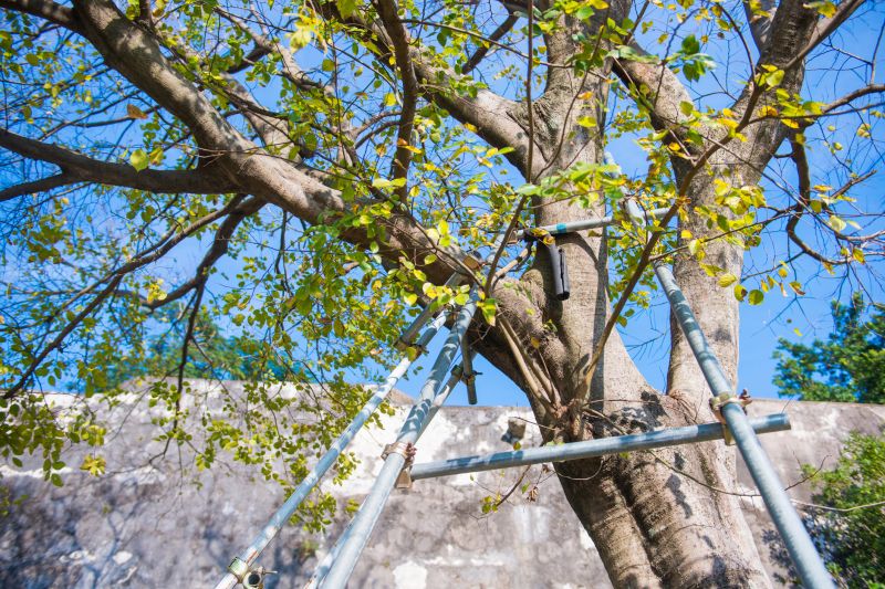 Tree Straightening Service in Reno, NV